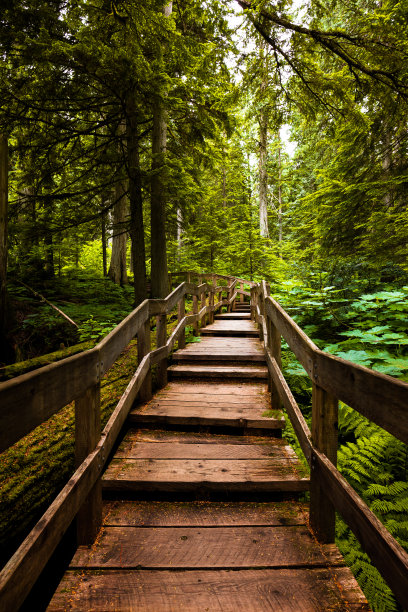 加拿大不列颠哥伦比亚省菲尔德附近的热带雨林图片下载