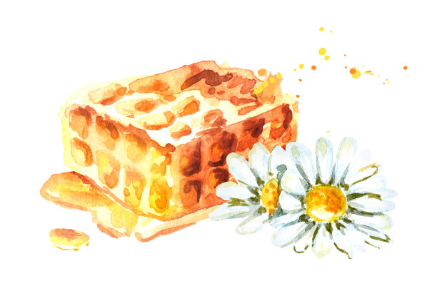 蜂窝和洋甘菊。水彩手绘插图素材图片