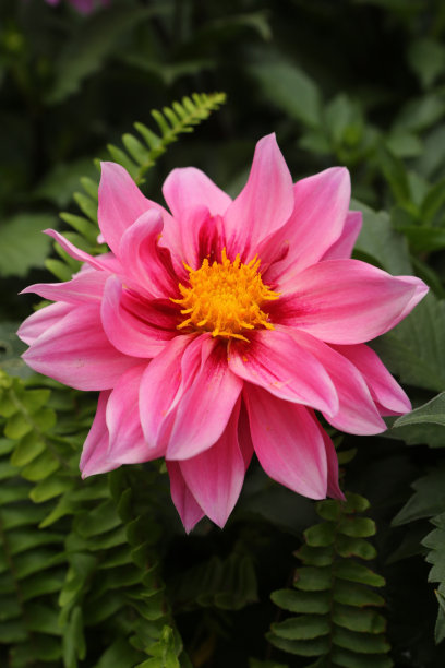 大丽花埃伦·休斯顿素材图片