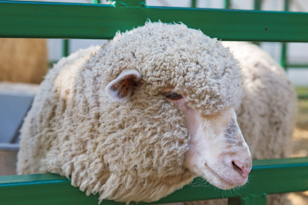 白家羊头图片下载