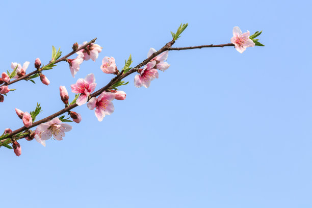 粉红色的桃花在春天盛开图片下载