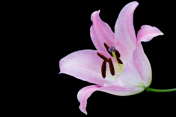 粉色的百合图片下载