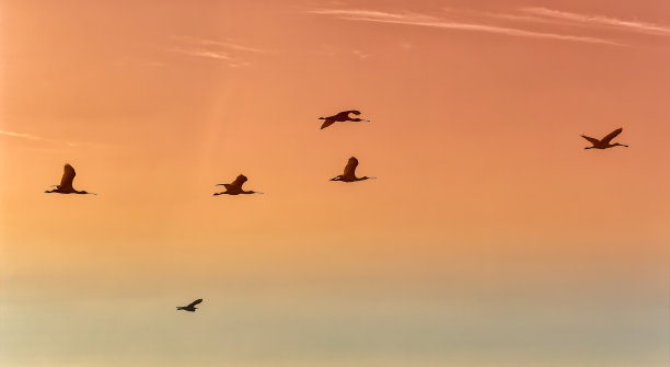 在日落的天空中，琵鹭的剪影。素材图片