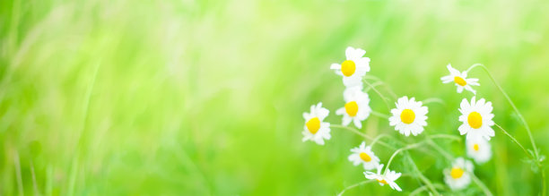 广角花夏季背景图片下载