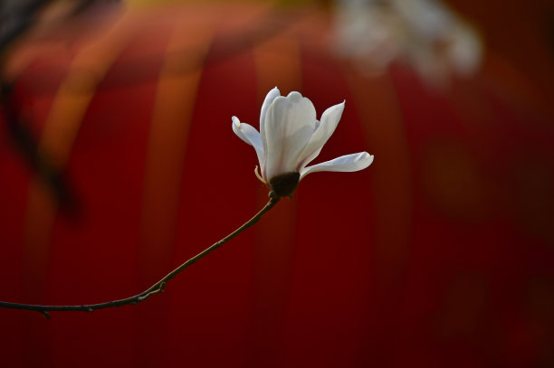 美丽的木兰图片下载