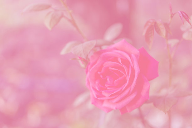 一朵美丽的玫瑰在花园里盛开，一片散竹的背景。春天的色彩柔和，大自然的神奇。聚焦深度浅。图片下载