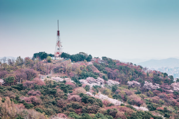 韩国南山首尔塔上的樱花山图片下载