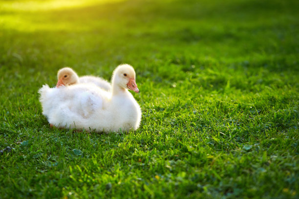 一群小鹅，躺在草地上图片下载