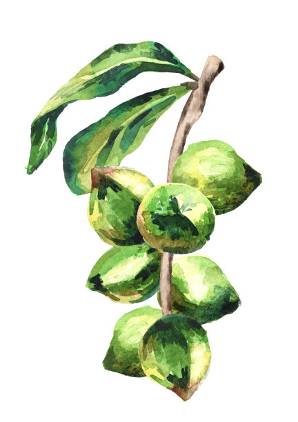 澳洲坚果分枝，白色背景上有孤立的坚果。水彩手绘插图图片下载