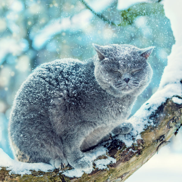 一只蓝色的英国猫的肖像，坐在冬天下雪的树上素材图片