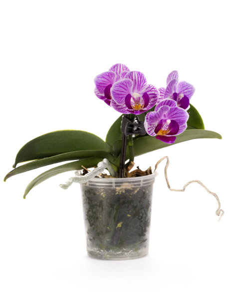 一株矮蝴蝶兰，在一个白色背景的花盆里图片下载
