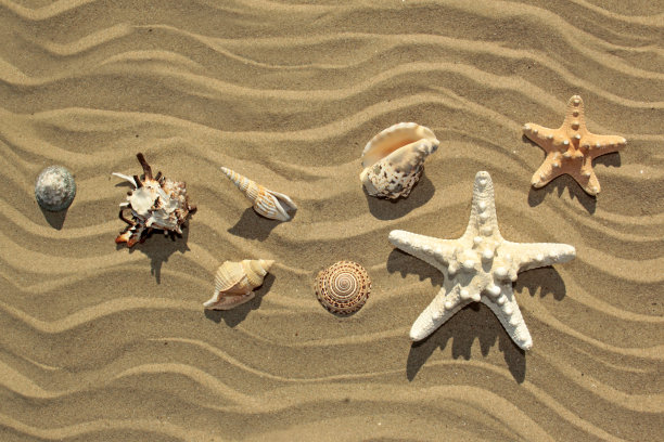 贝壳。图片下载