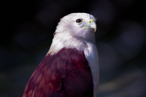 疯狂地平息了图片下载