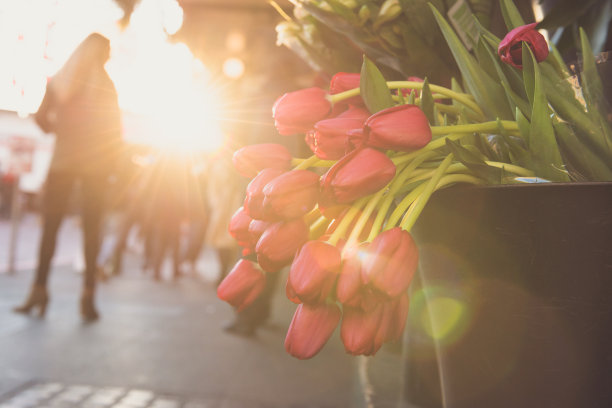 郁金香图片下载