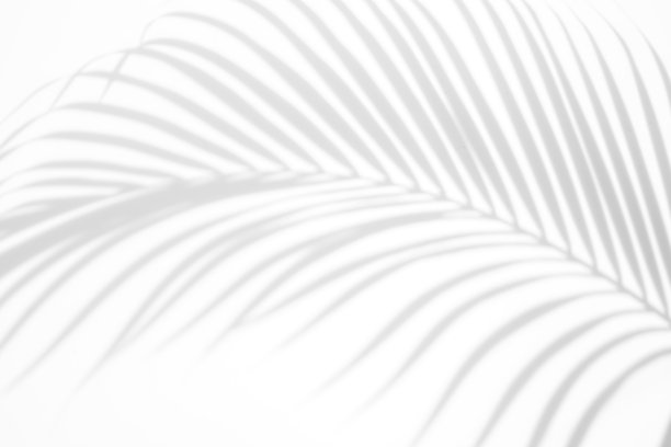 抽象的背景阴影，棕榈叶在白墙上。白人和黑人图片下载