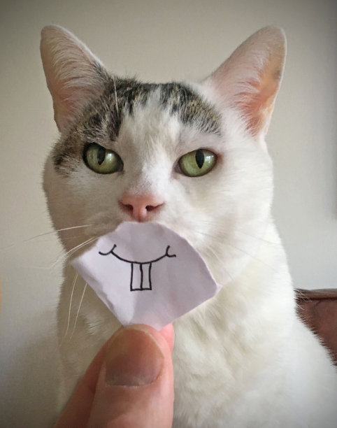 猫的微笑图片下载