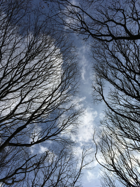 蓝天白云映衬着光秃秃的树枝图片下载
