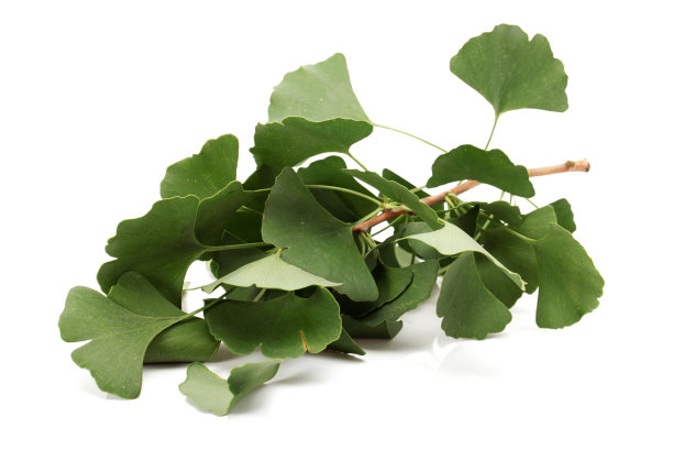 银杏作为药用植物作为替代药物孤立的白色背景图片下载