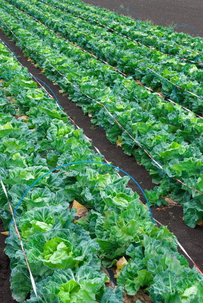 卷心菜领域图片下载