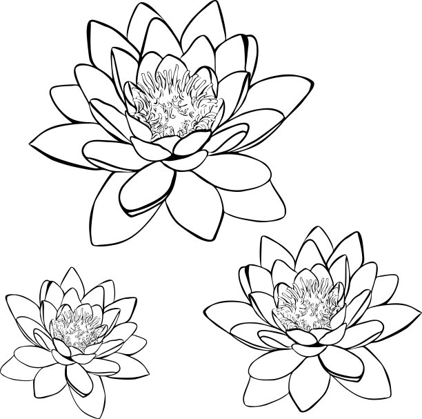 画轮廓莉莉图片下载