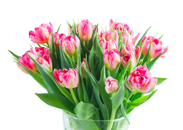 一束郁金香花图片下载