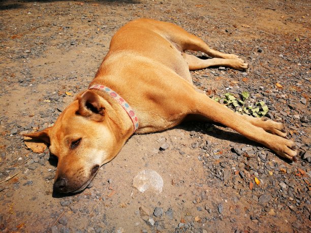 褐色的睡眠，就像傍晚的日落图片下载