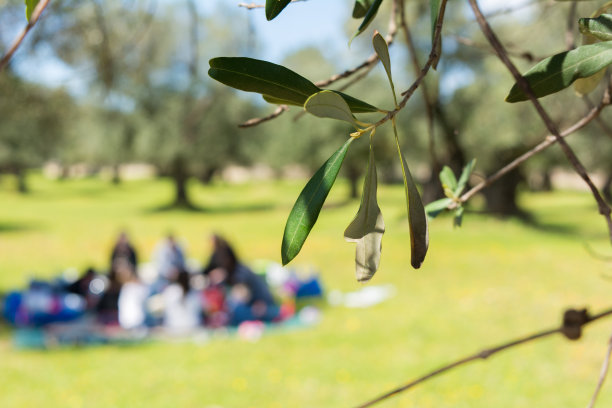在一个阳光明媚的日子里，橄榄树的叶子在模糊的家庭图片的背景上的特写图片下载