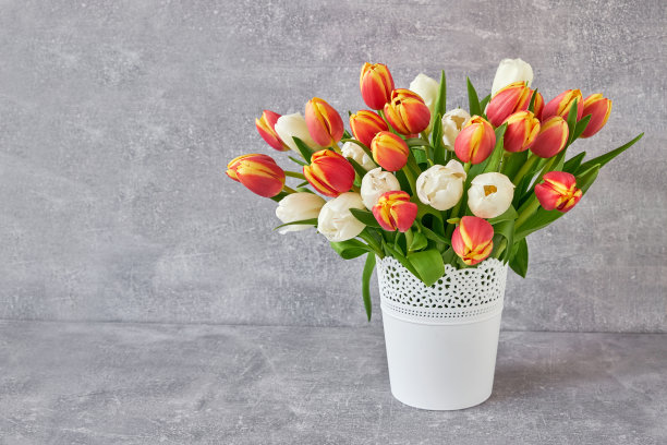 白色花瓶里的红白郁金香。假日背景，拷贝空间。母亲节卡片图片下载