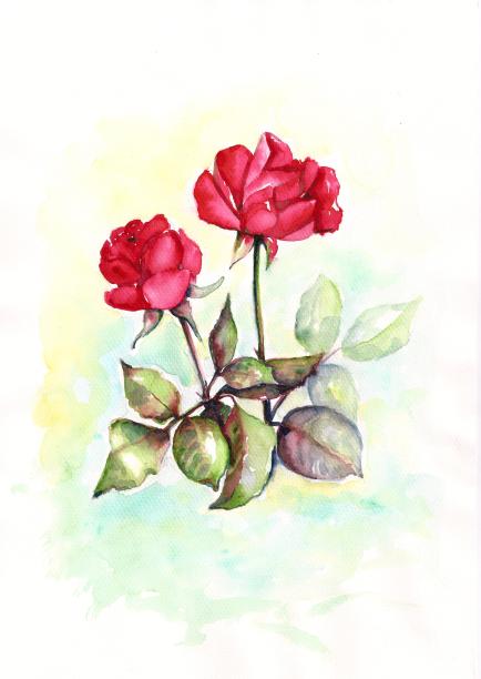 水彩红玫瑰，花卉背景图片下载