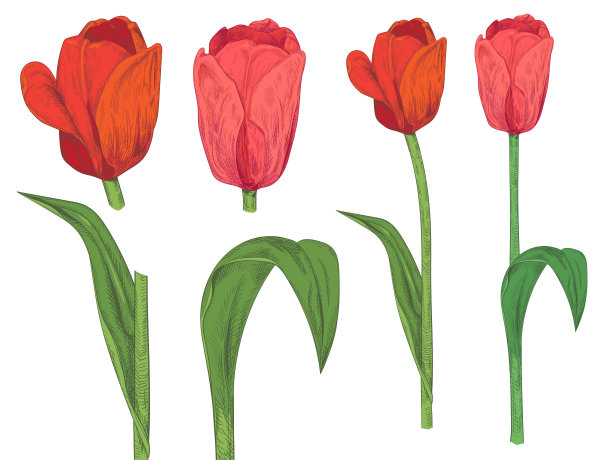 一组郁金香:红色，粉红色的花，绿色的叶子，茎在白色的背景。植物插画设计，手绘版画素描复古风格，矢量图片下载