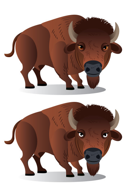 美洲野牛图片下载