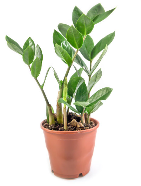 室内植物，装饰绿色植物盆栽孤立在白色背景，桑给巴尔植物，与修剪路径。图片下载