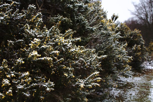 布什的金雀花图片下载