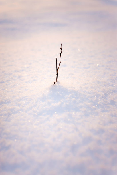 从积雪中探出头来的干枯植物图片下载