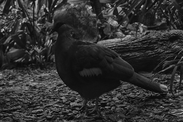 新加坡的蓝鸟，动物，单色背景图片下载