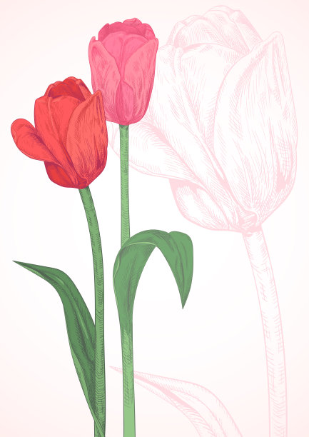 垂直模板卡设计与郁金香:红色，粉红色的花，绿色的叶子，茎，白色的背景与轮廓郁金香。手绘植物素描插图，复古，矢量，复制空间图片下载