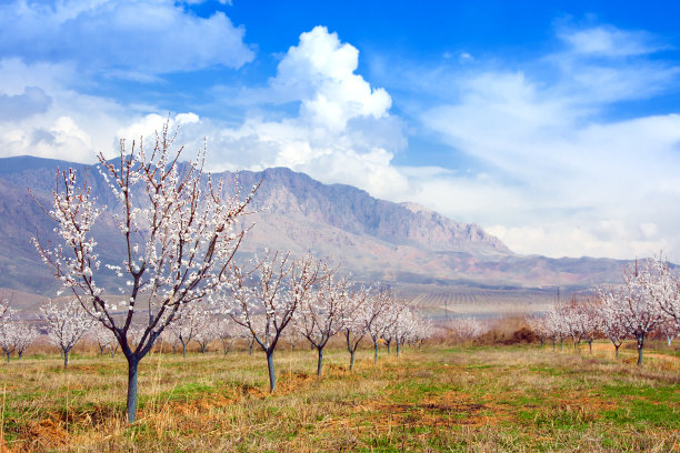 亚美尼亚vayot Dzor省Vayk山脉春季杏树农场图片下载