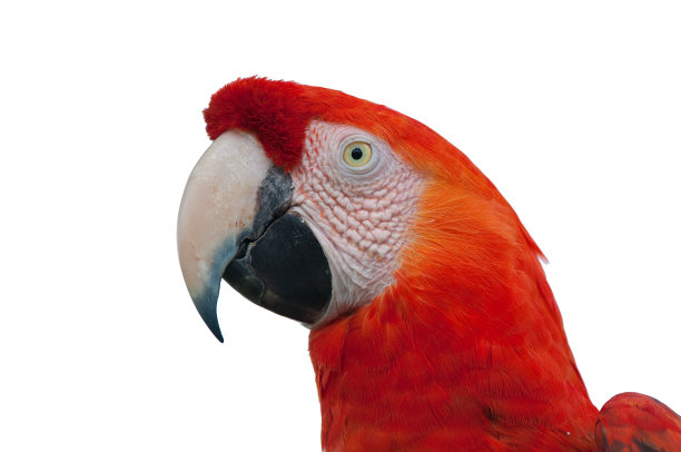 红色金刚鹦鹉头特写孤立在白色图片下载