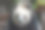 中国大熊猫特写特写图片下载