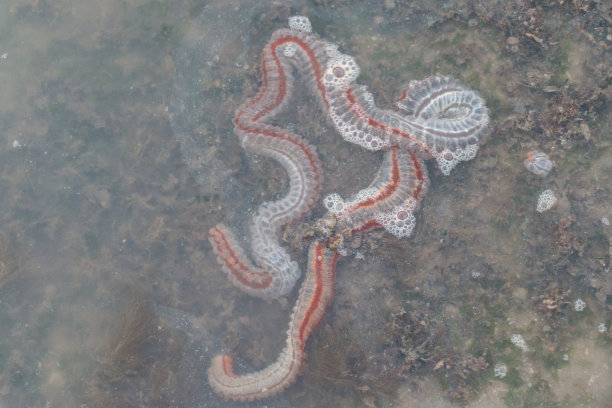 海参是海洋教育类海参纲的棘皮动物。图片下载