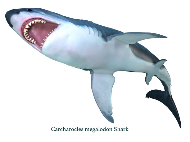 Megalodon鲨鱼腹部图片下载