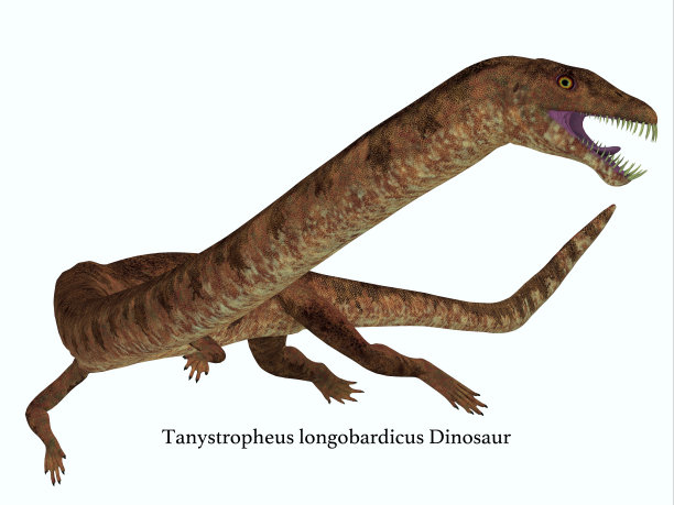 白色背景下的长颈龙图片下载