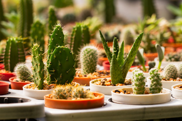 很多盆里都有仙人掌。许多种类图片下载