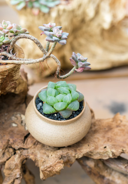 微型多汁植物素材图片