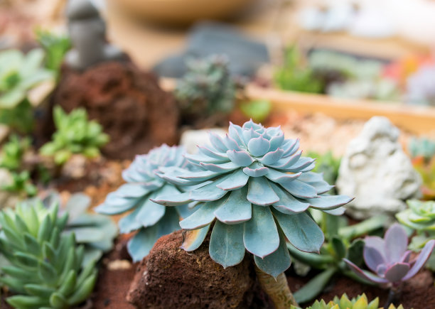 微型多汁植物素材图片