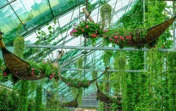 温室里的绿色植物图片下载