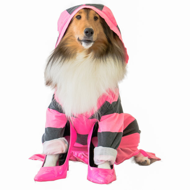 狗时尚粉色高跟鞋，连帽衫纯种牧羊犬图片下载
