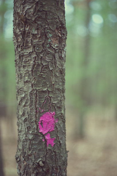 树干与紫色油漆点和模糊的背景图片下载