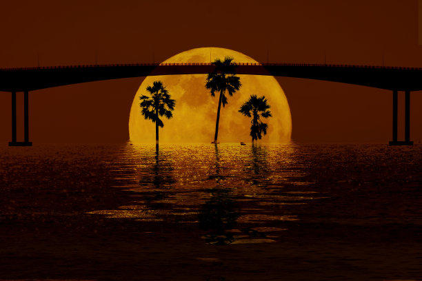 树的剪影与月亮和桥的背景图片下载