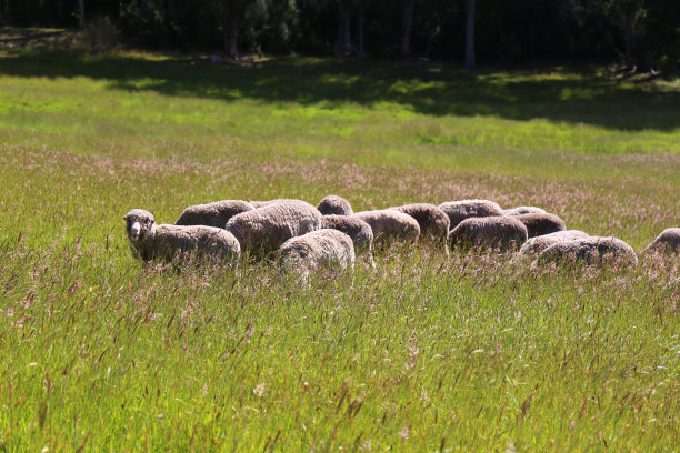 长草中的羊群图片下载